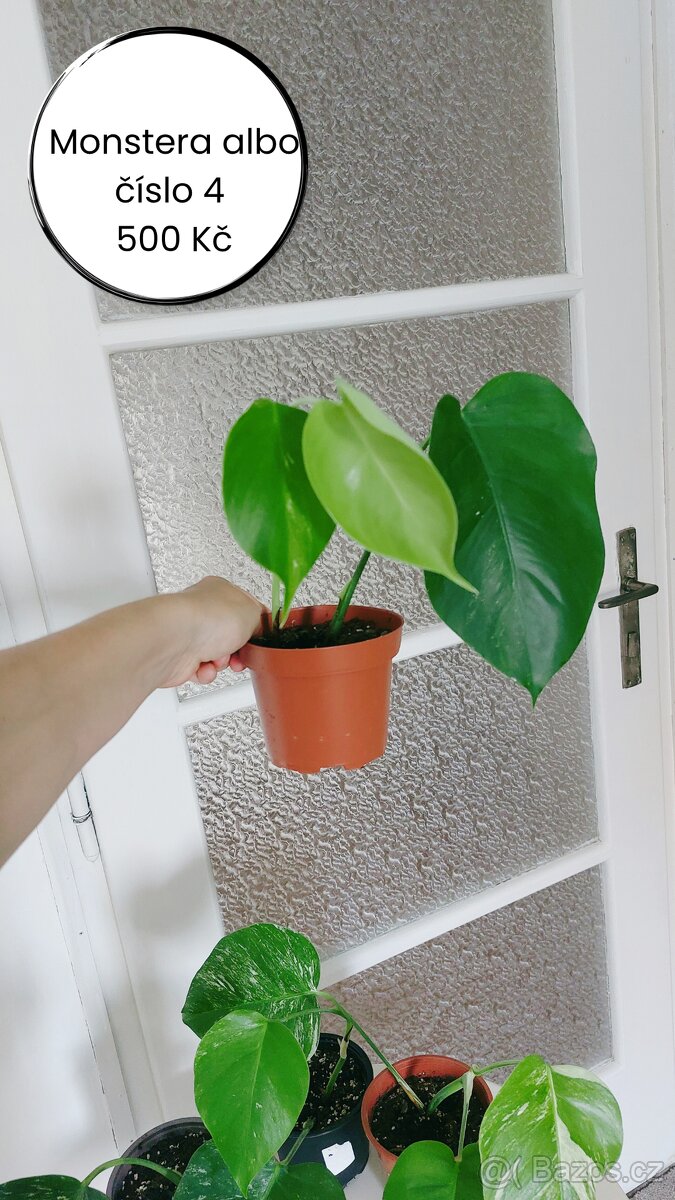 Monstera albo - č. 4