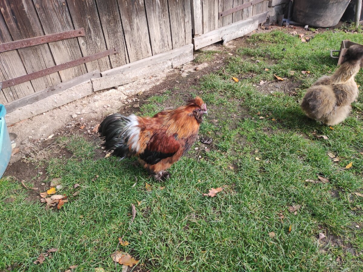 Kohouti hedvábnicky