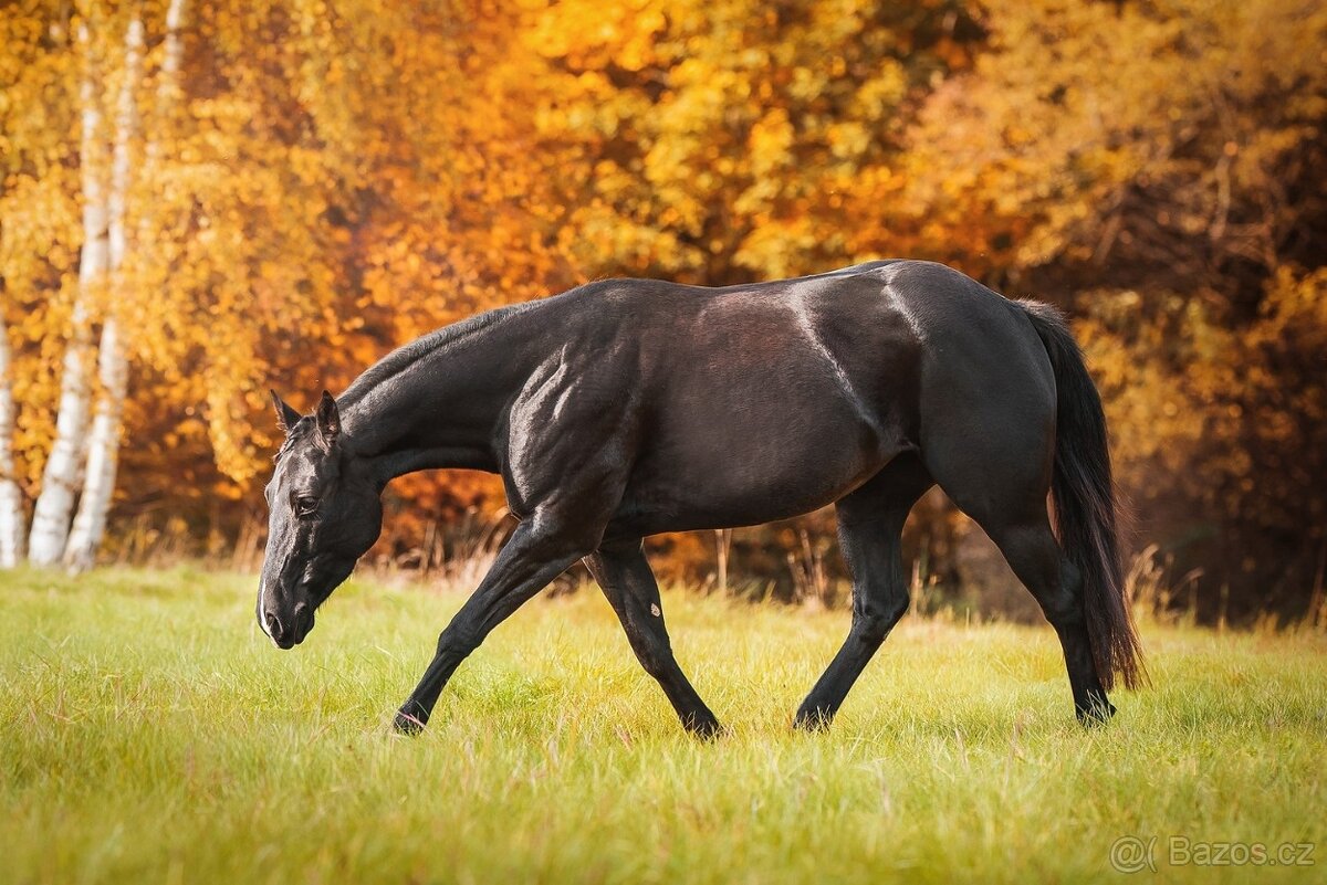 černá paint horse klisna