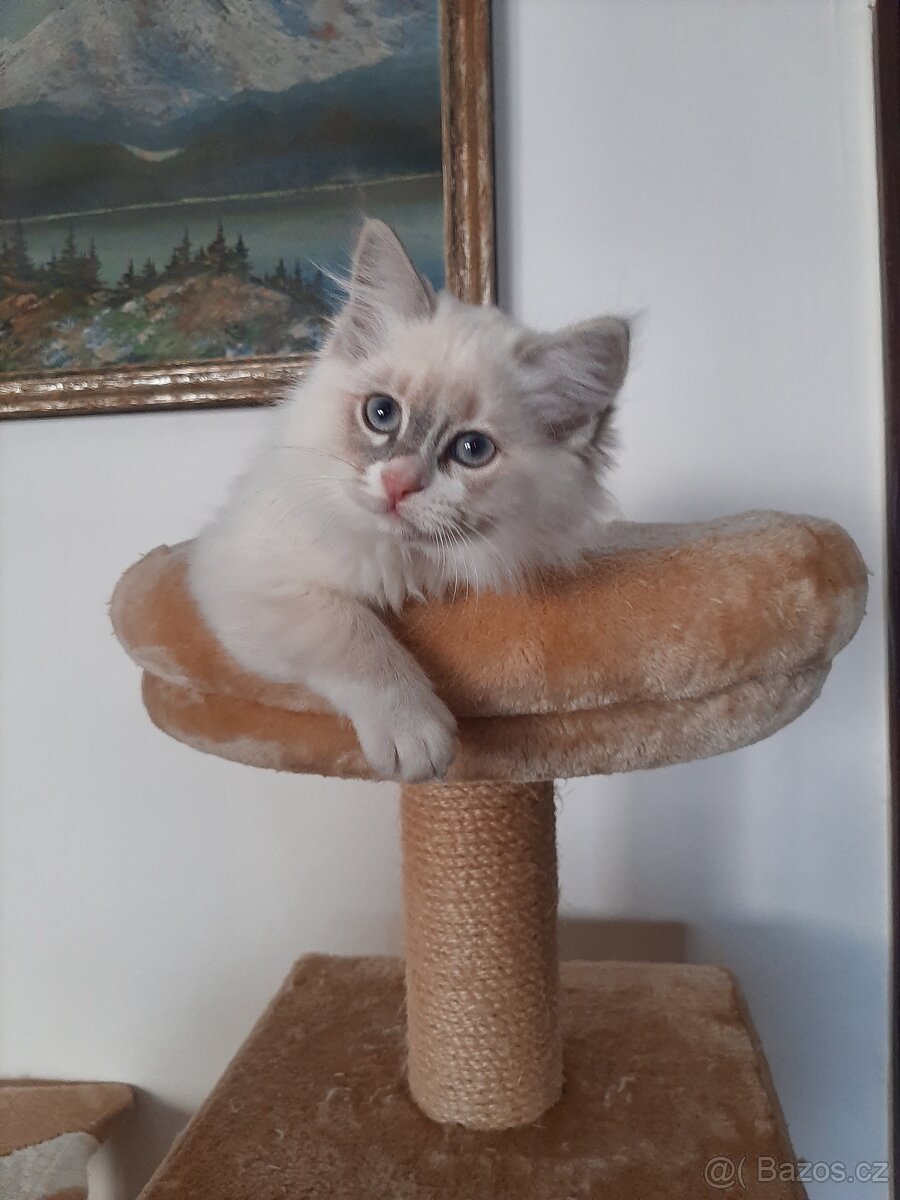 Prodám kočičku Ragdoll bez PP