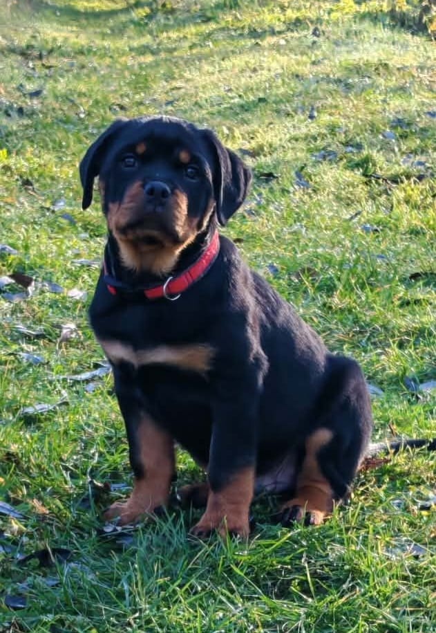 Šteniatka Rottweilera, Rottweiler, Rotvajler