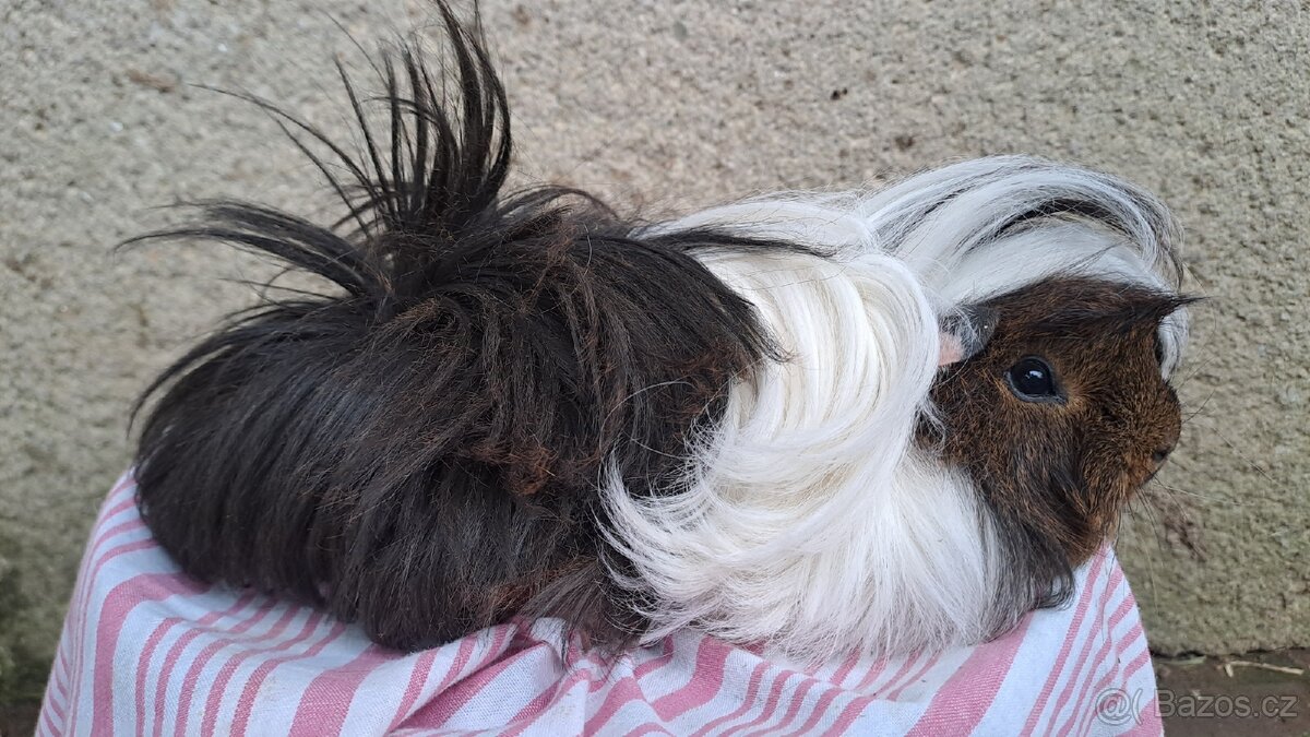 Sameček peruánec, dlouhosrsté morče