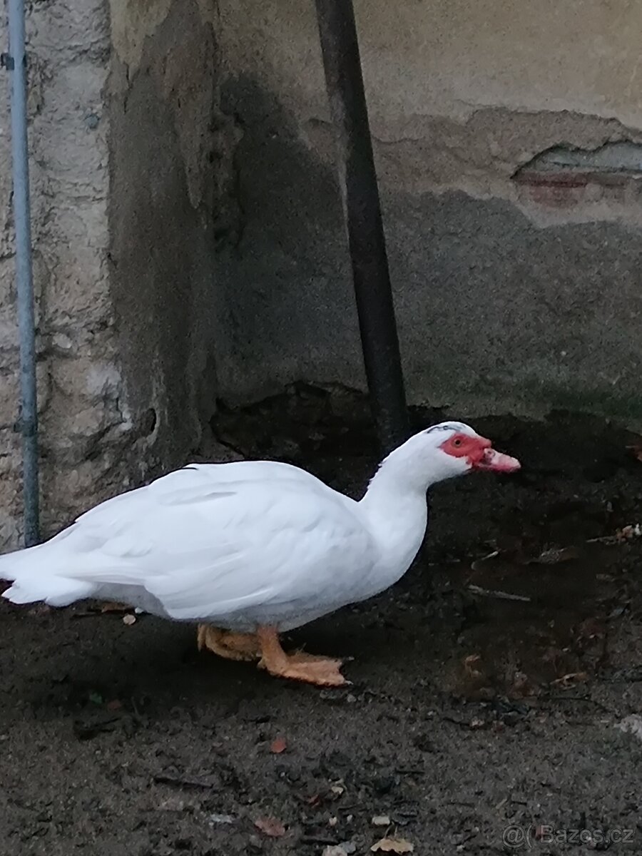 Kachna pižmová.