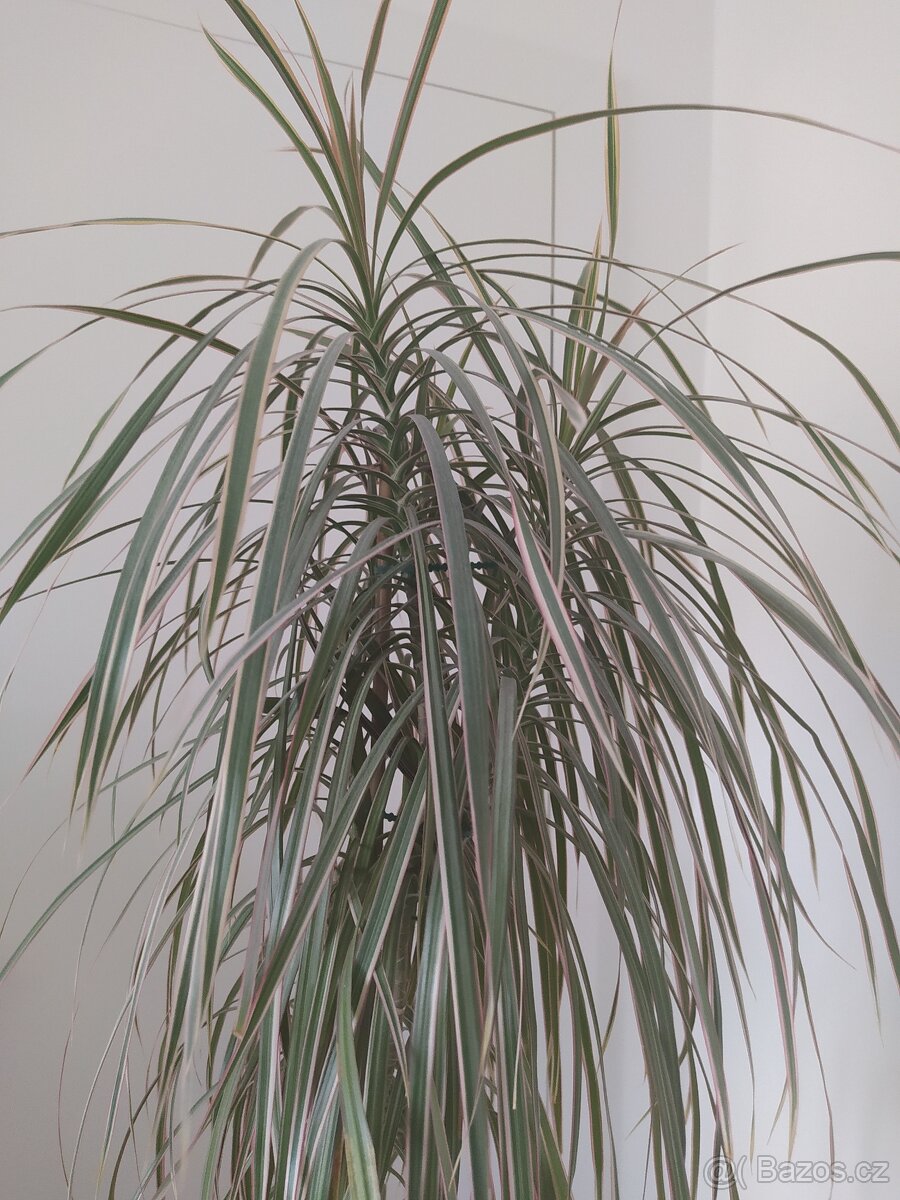 pokojová rostlina Dracaena/Dračinec bicolor