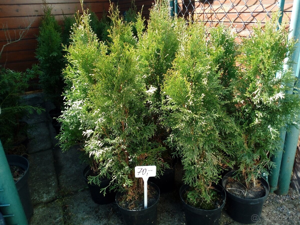 Tuje Smaragd v60-70cm