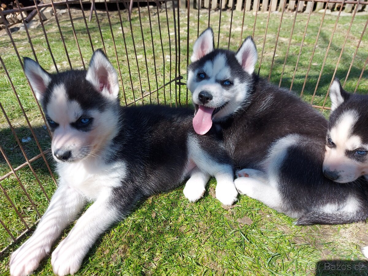 Sibiřsky husky / hasky