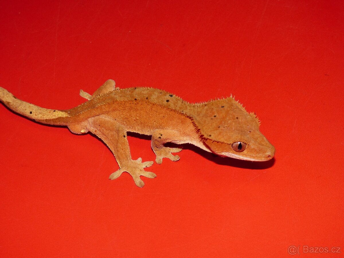 Pagekon řasnatý (Coreolophus ciliatus)