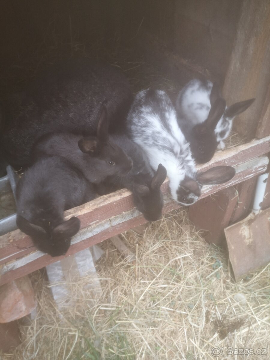 Králíky stáří 2 měsíce na vykrmení nebo chov