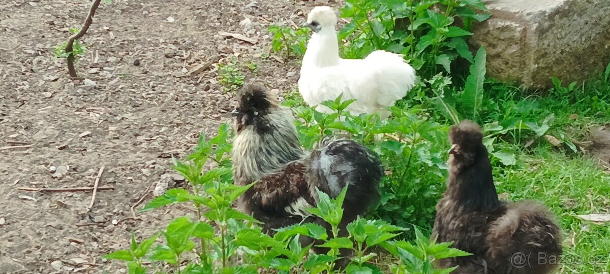 Hedvabničky i ayam Cemani