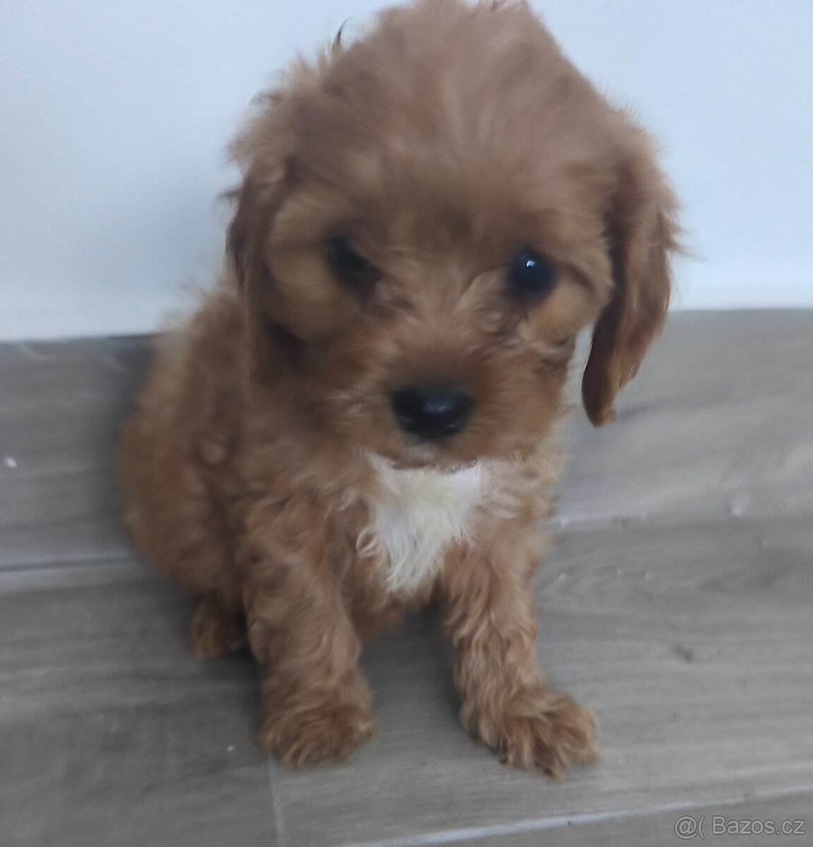 Cavapoo