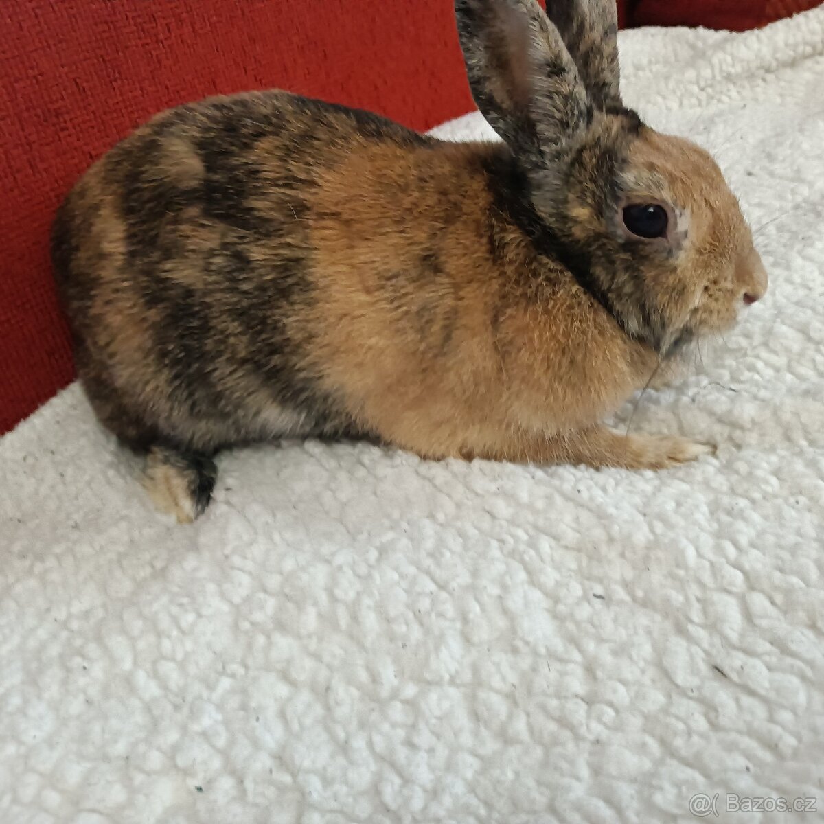 Domácí králík