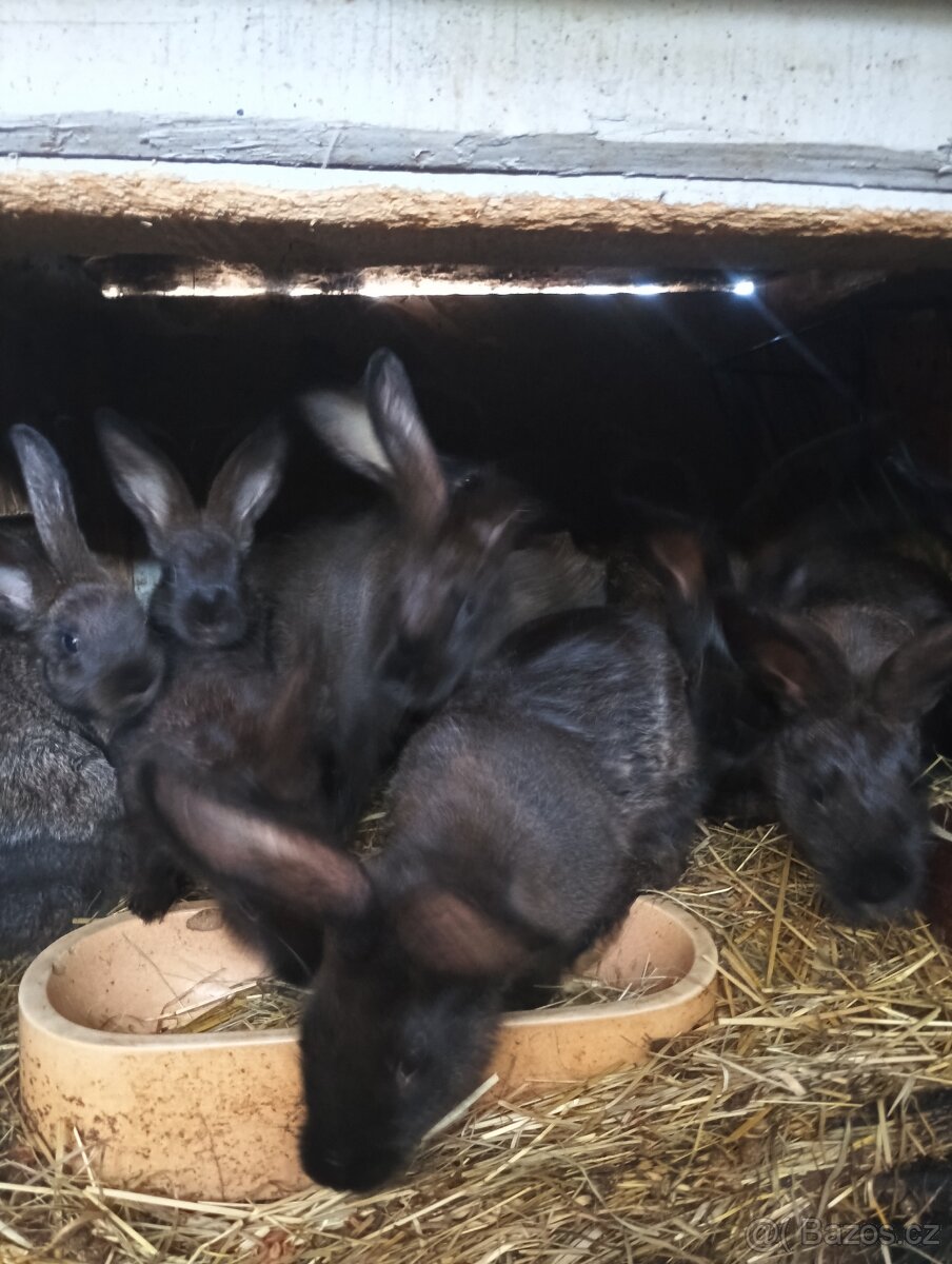 Kalifornské křížené s burbunskym