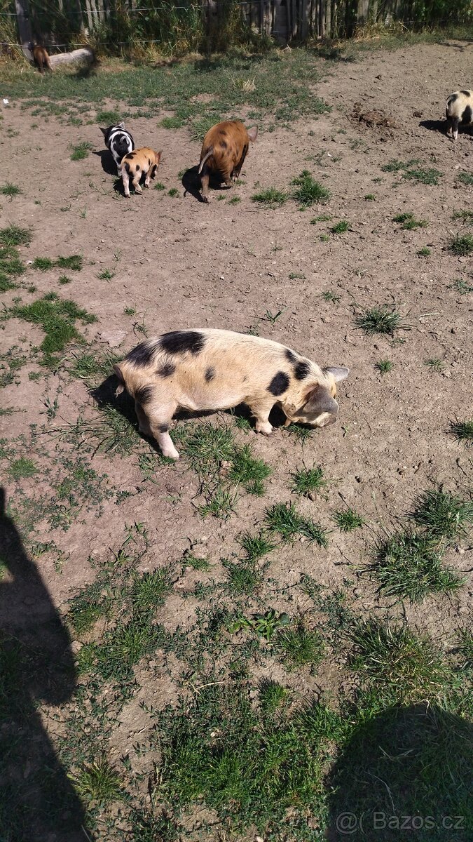 Kune kune