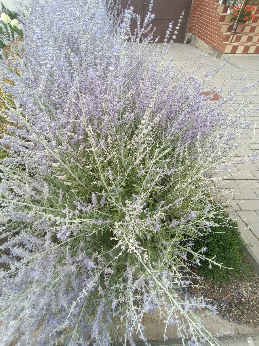 Perovskie/ruská šalvěj