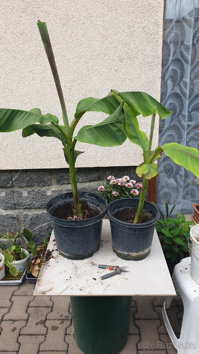 Banánovník Musa basjoo