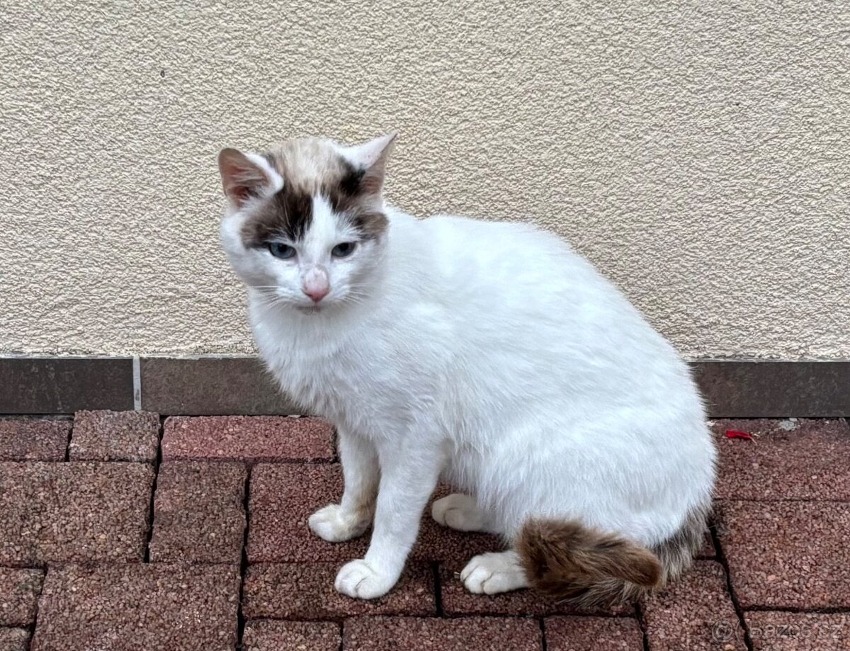 Do dobrých rukou darujeme kocourka.