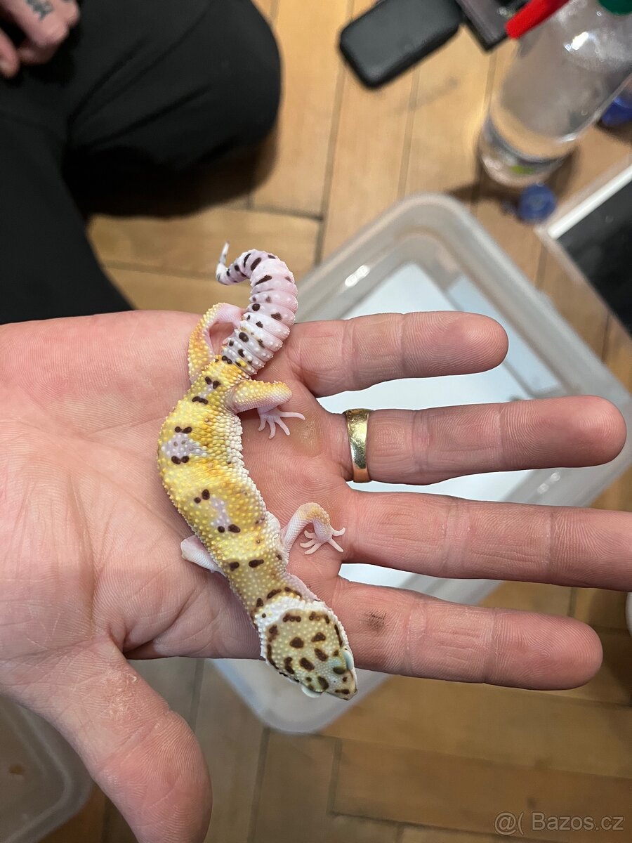 Gekončík noční samice