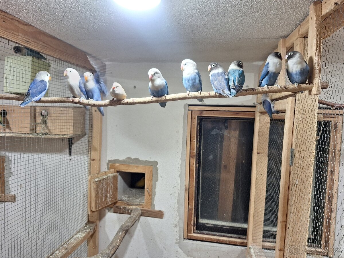 Agapornis Fiseruv a škraboškový