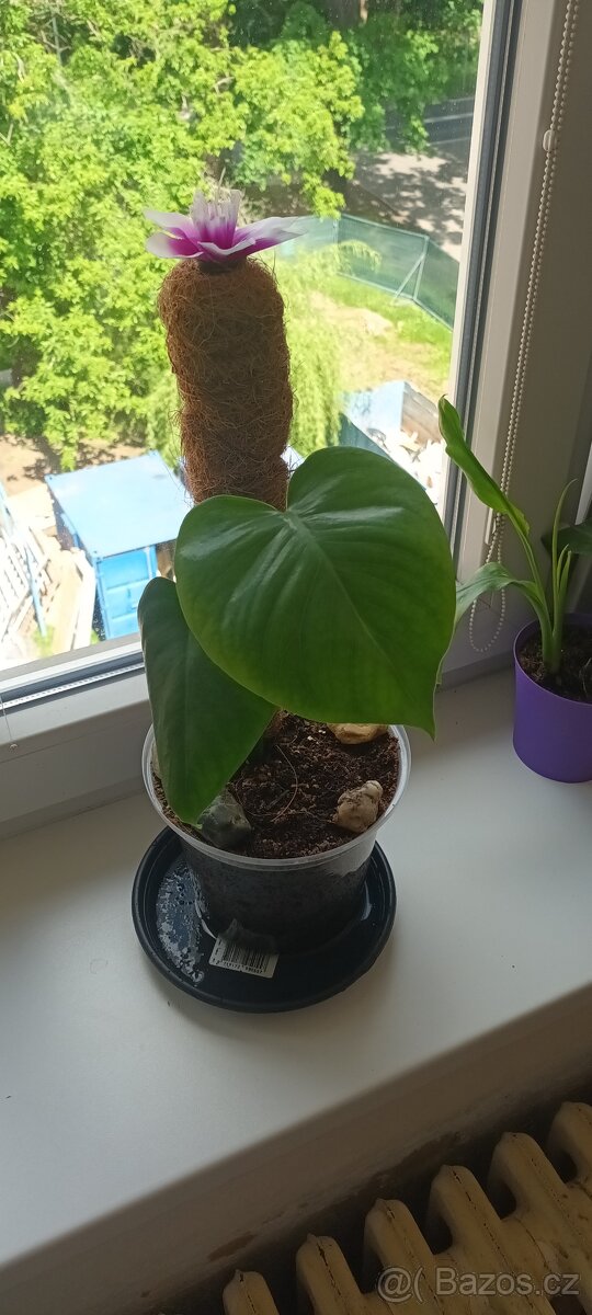 Monstera delisiona