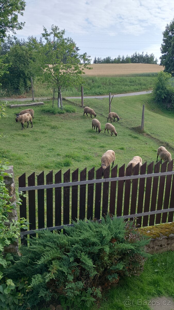 Ovce Suffolk