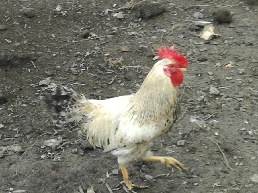 kohouti, kohout