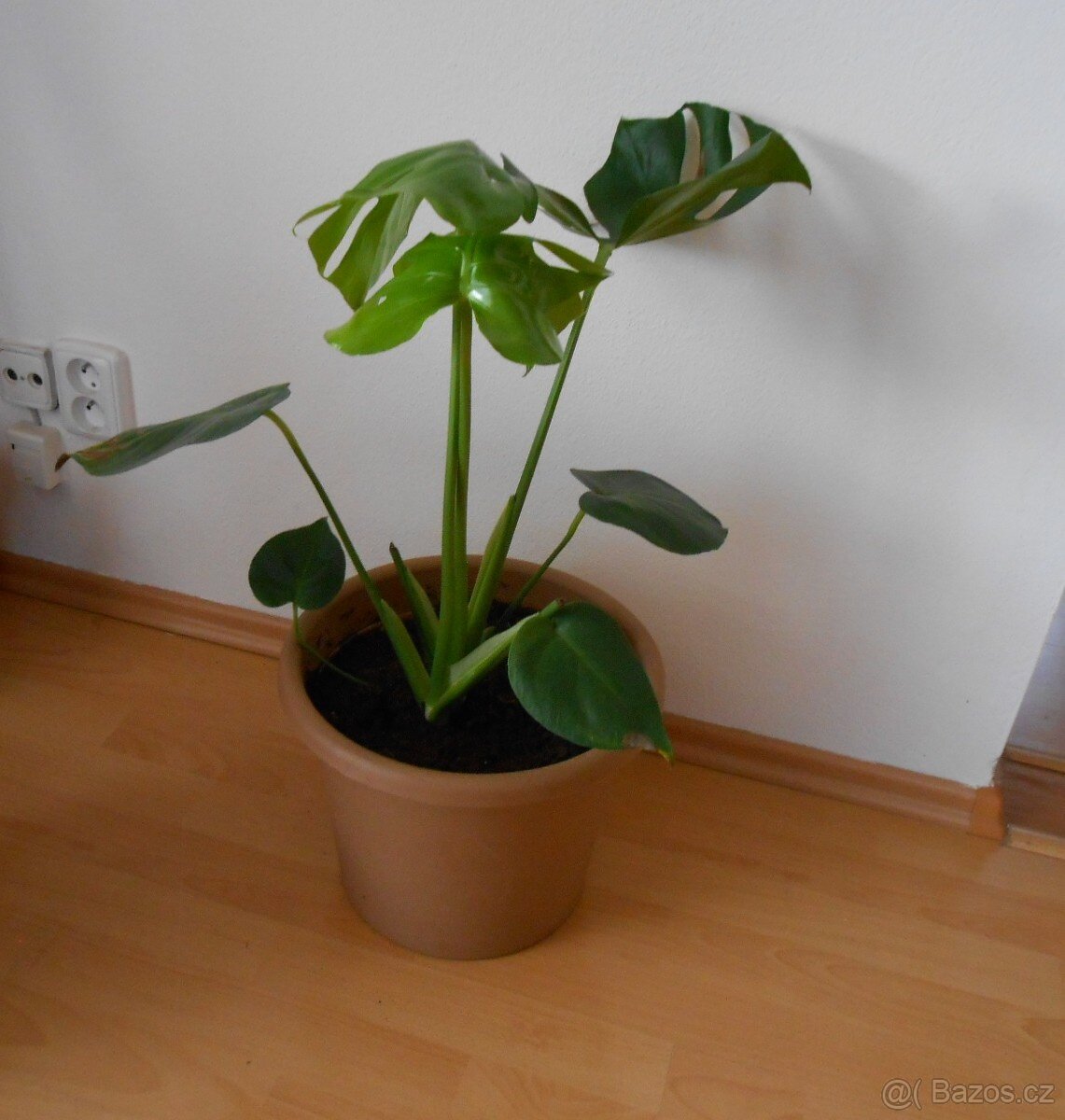 Krásná monstera