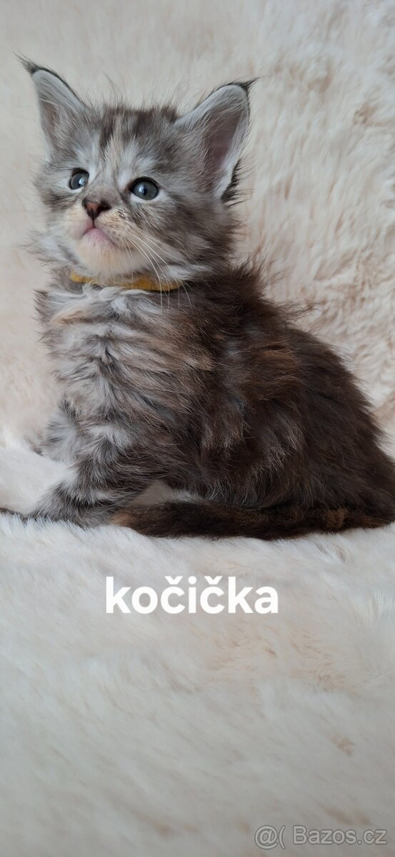 Mainská mývalí bez PP