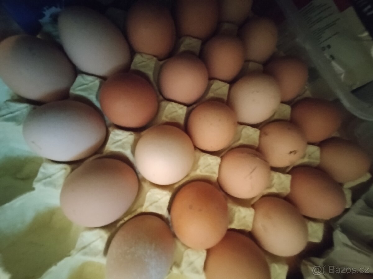 Prodám vejce domácí