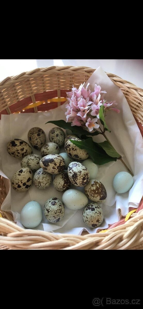 Křepelčí vajíčka