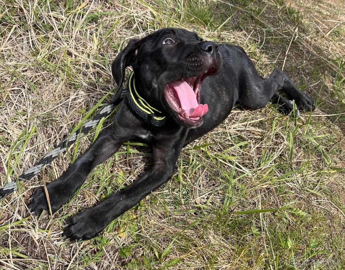 Výnimočné šteniatka americky bandog s rodokmenom k odberu