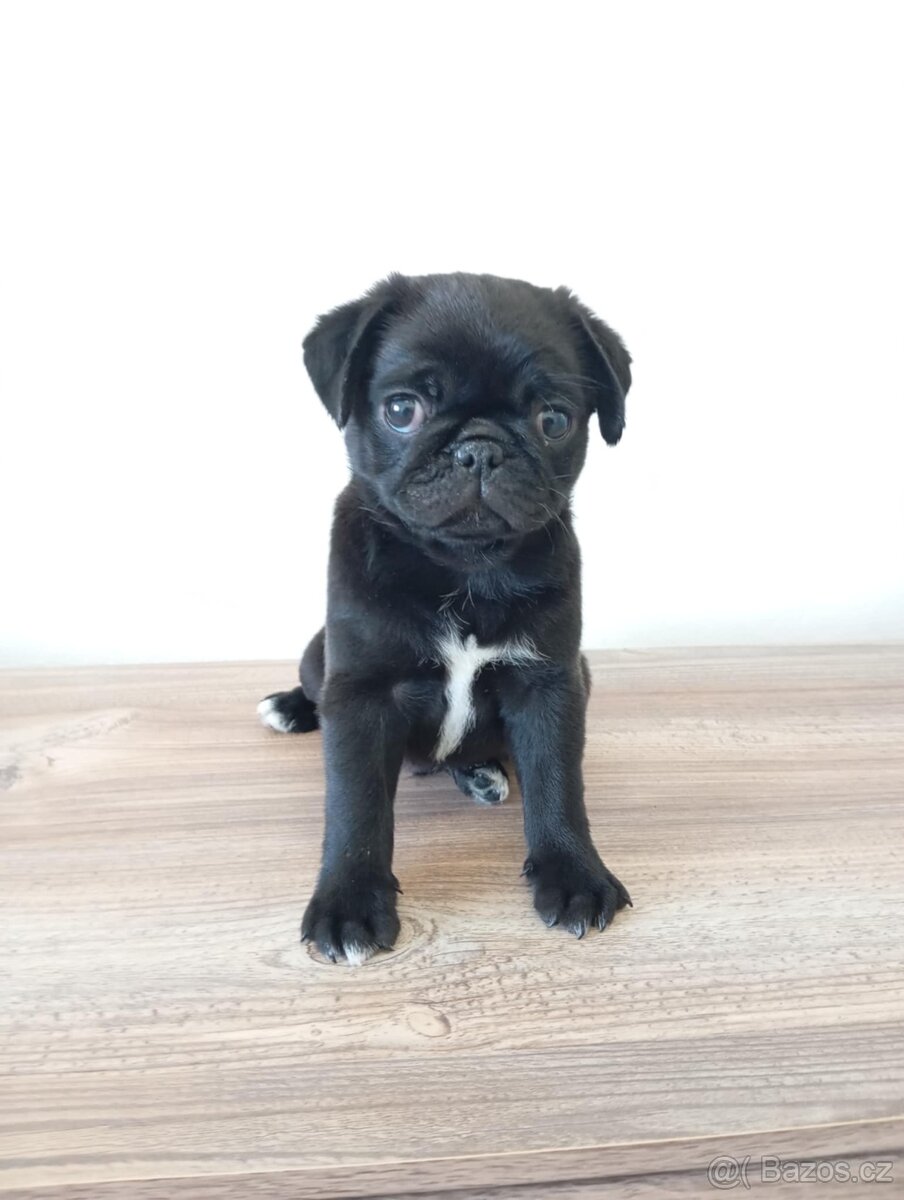 Mops