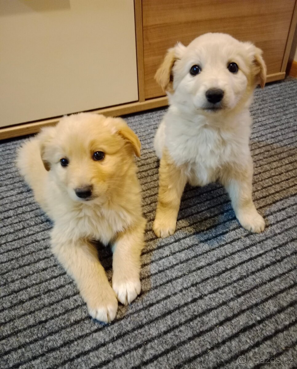 Zlatý retrívr/retriever