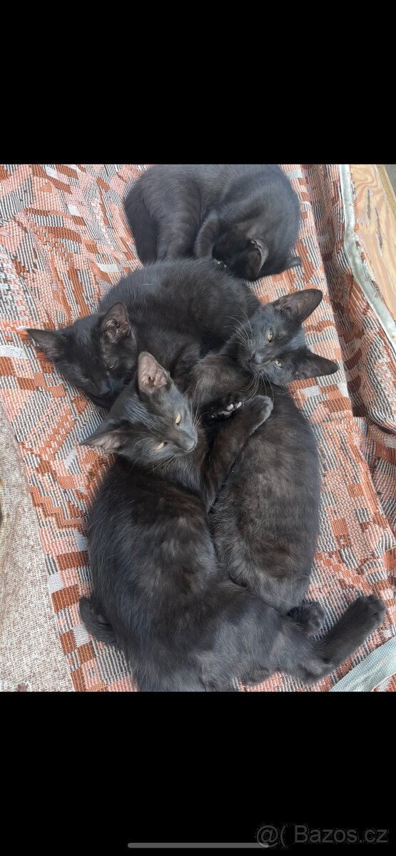 daruji kotata (8 km od Kutne Hory)