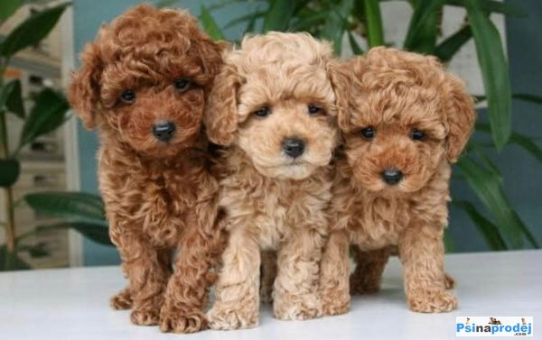 Koupíme štěňátko- Toy pudl