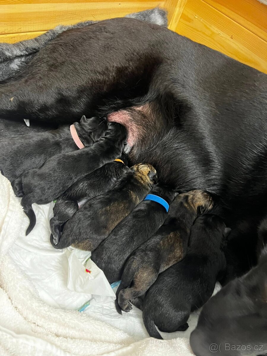 Německý ovčák s PP FCI