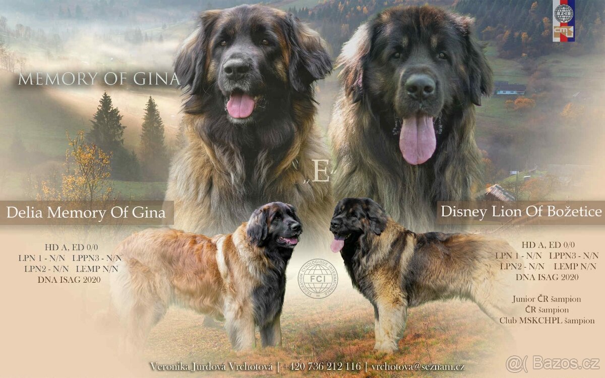 Leonberger štěňata