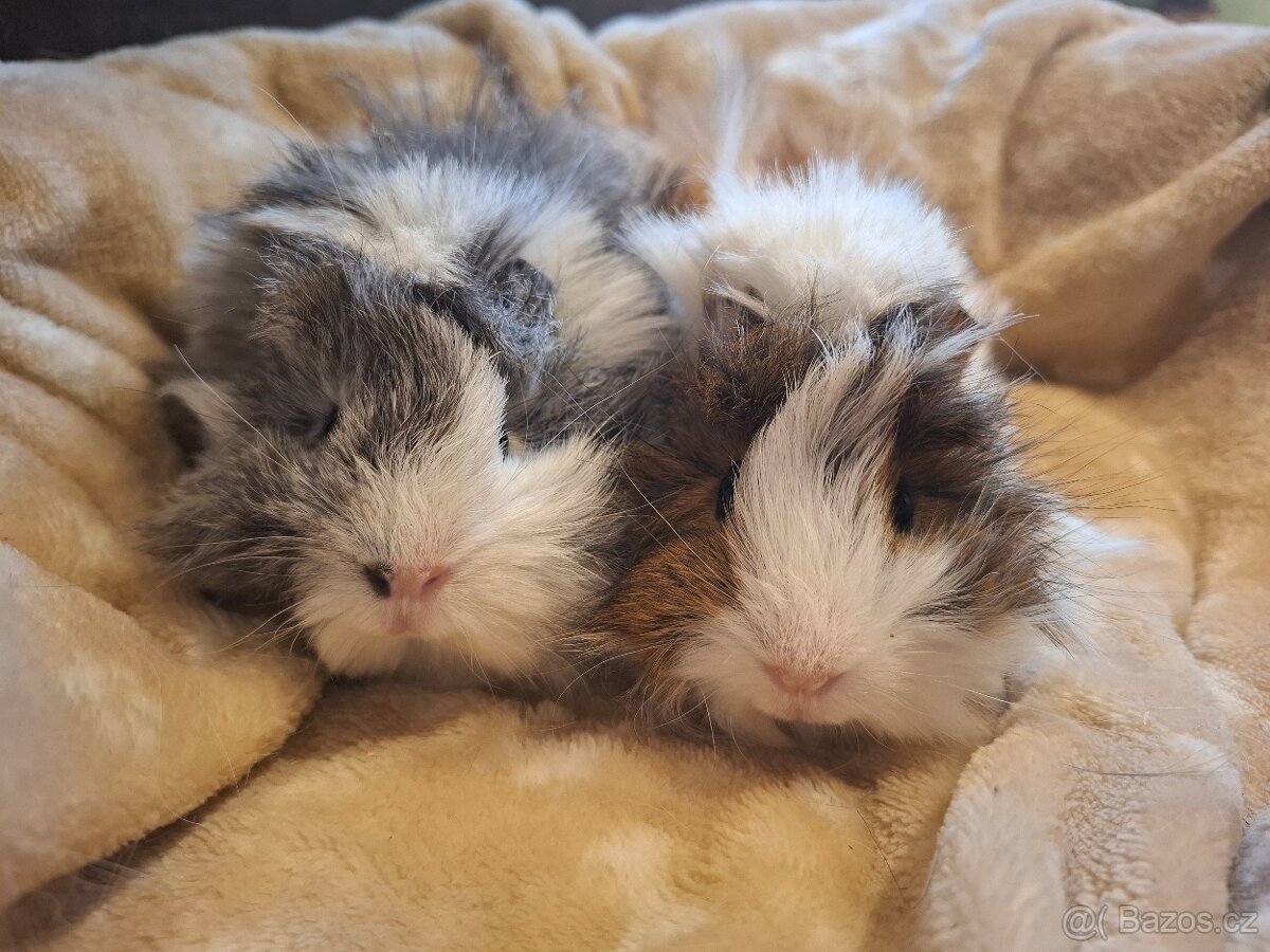 Morče - dvě krásné malé sestřičky