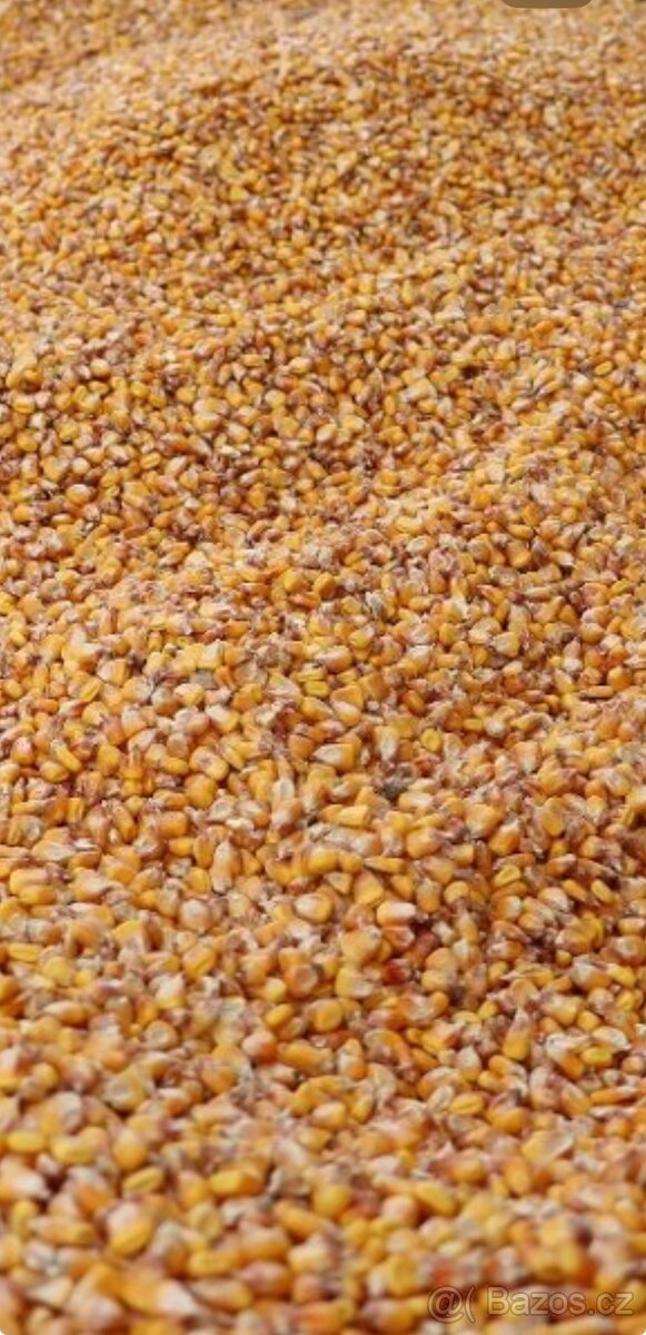 Kukuřice sušená