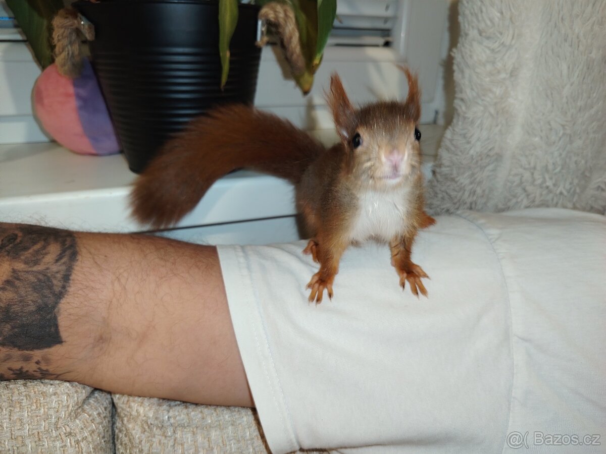 Veverka obecná Sciurus vulgaris