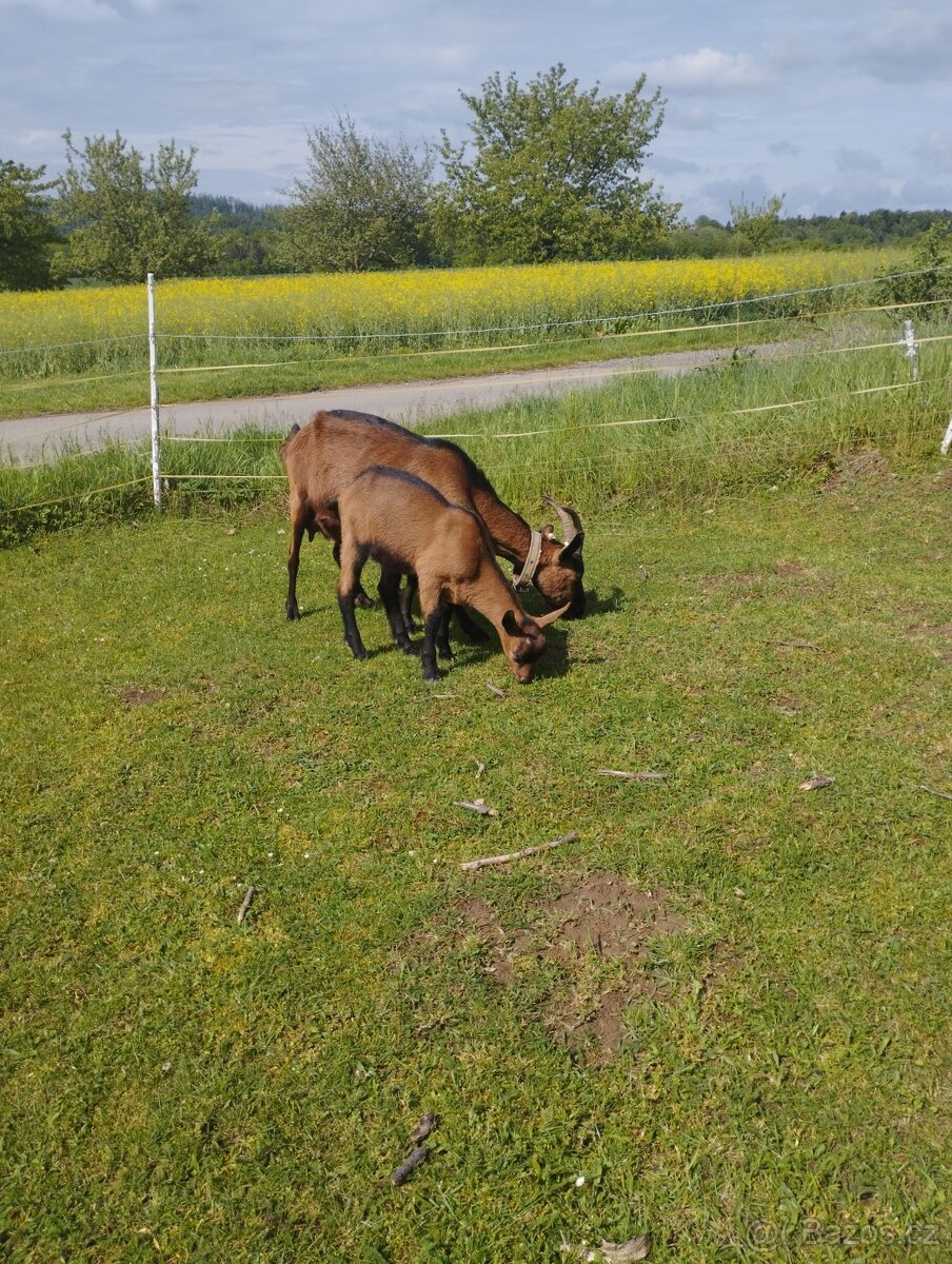 Geneticky bezrohý kozlik