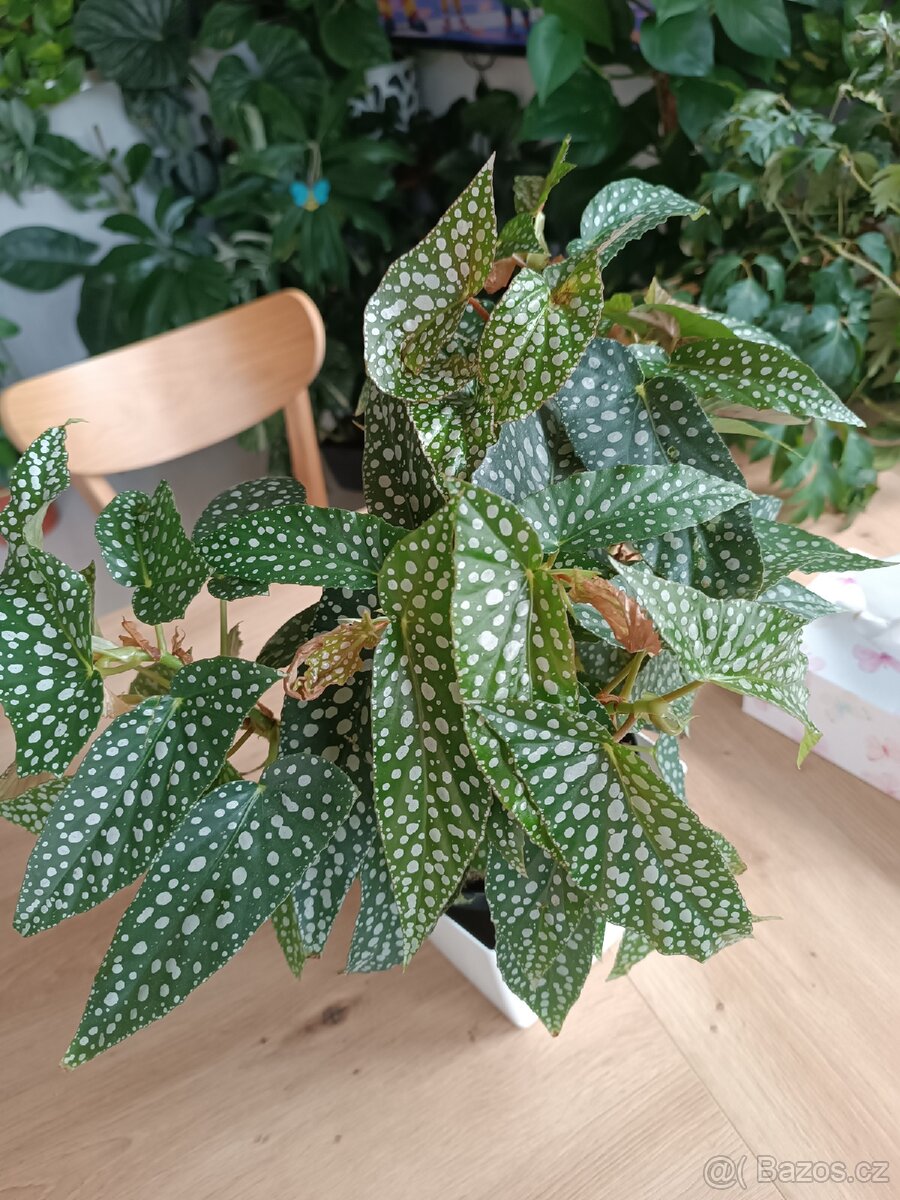 Begonia Snow Capped - zakořeněné řízky