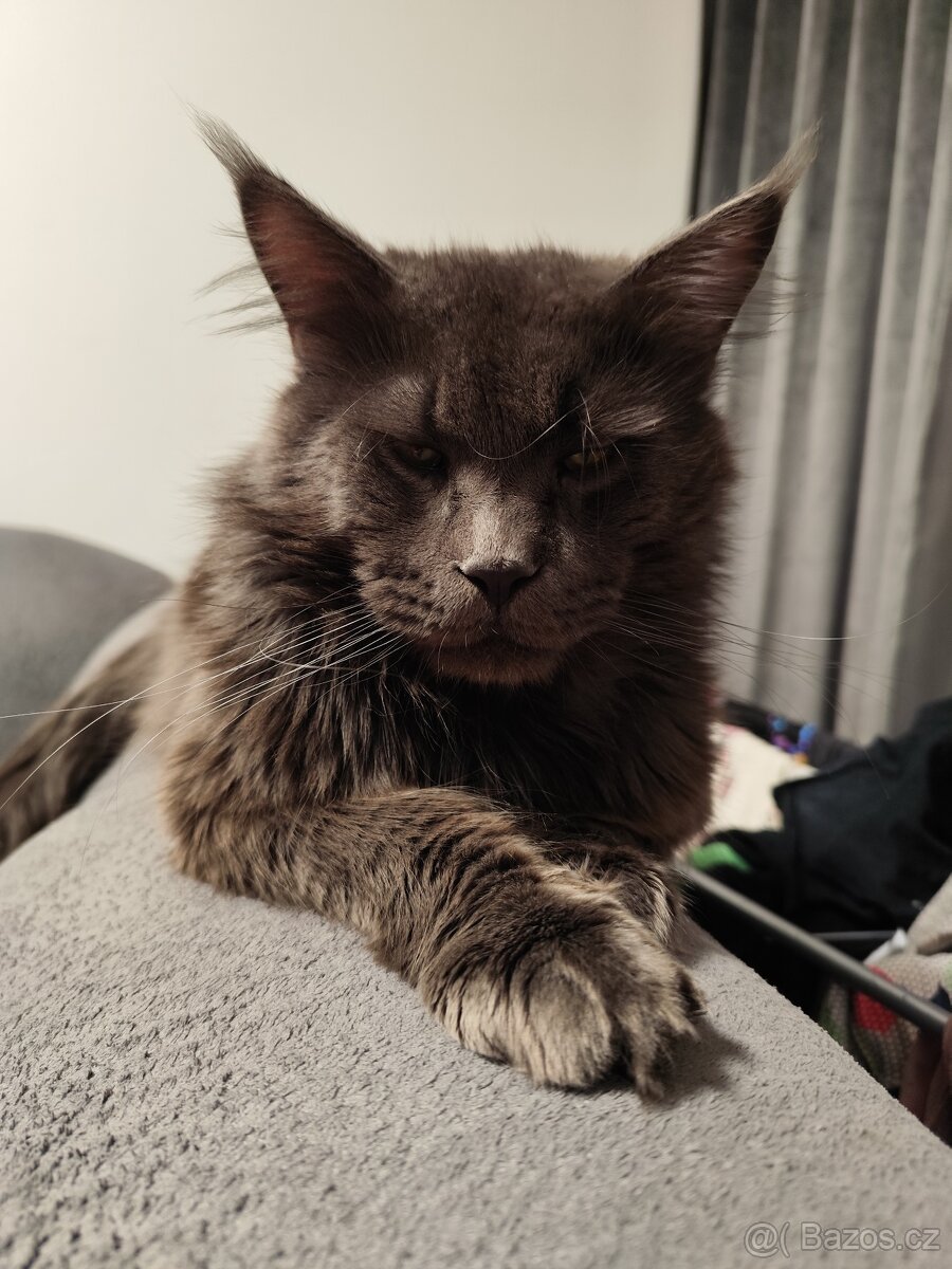 Krytí Mainský mývalí kocour bez PP