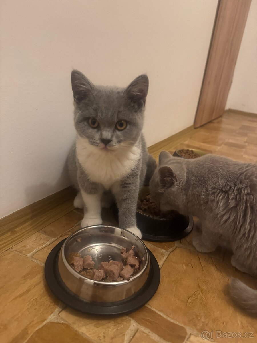 Britská modrá bílá-kotě