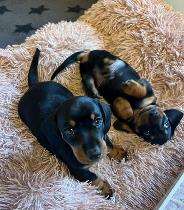 Jezevčík trpasličí