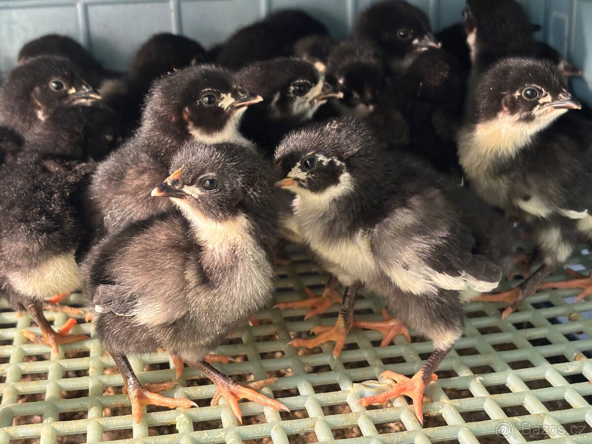Kuřátka Australka velká černá
