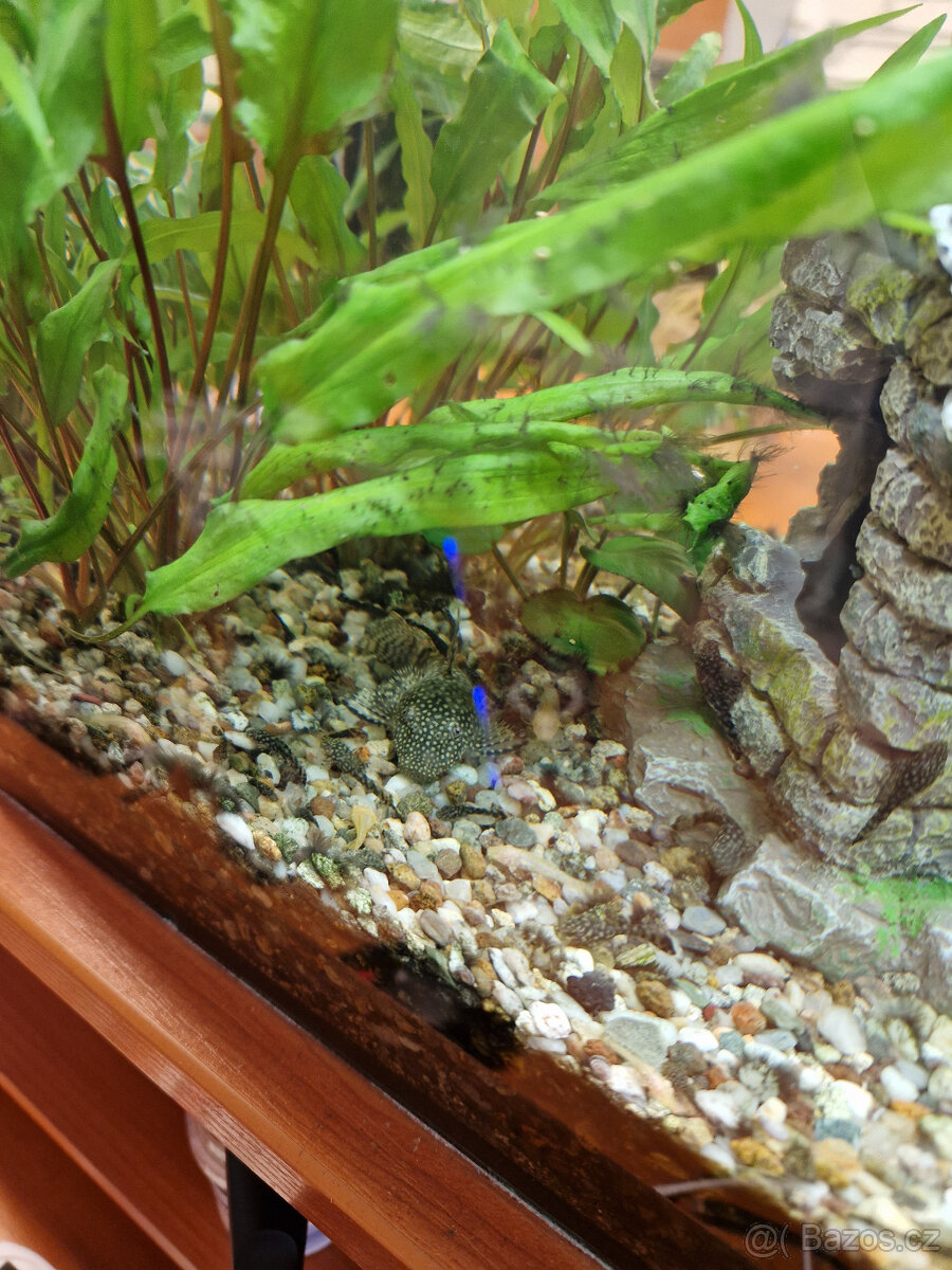 Ancistrus