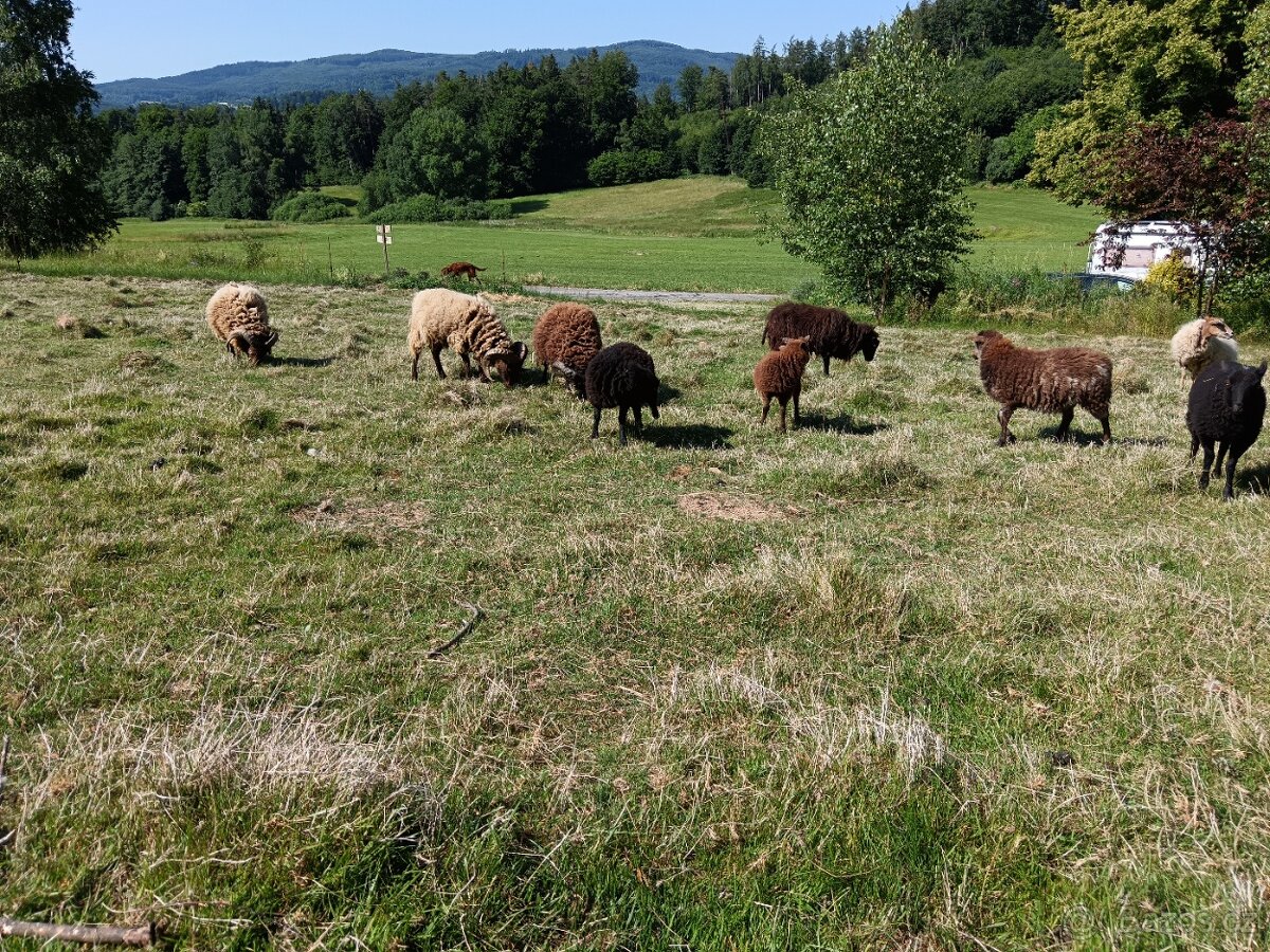 Quessantská ovce, beran