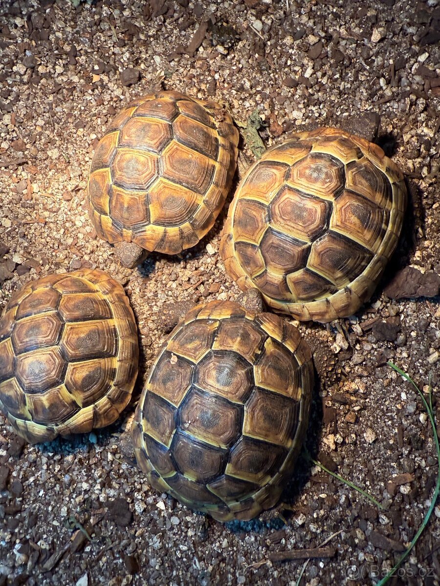 Testudo Hermanni ročník 2021