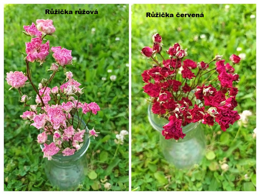 Sušené květiny - Růžičky.