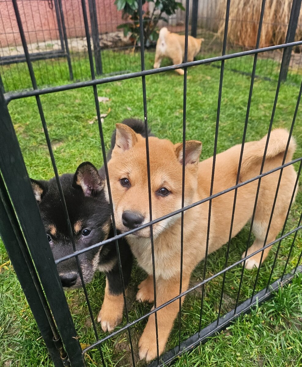 Shiba inu